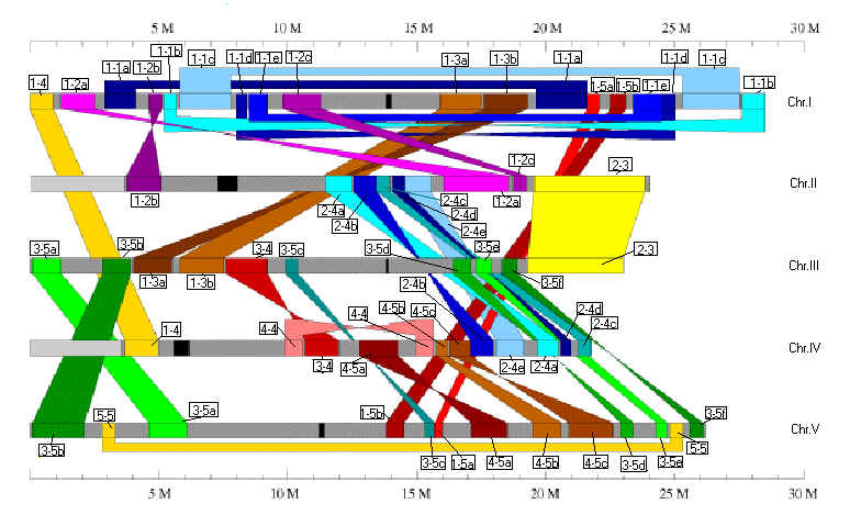 Arabidopsis Chromosome Duplication