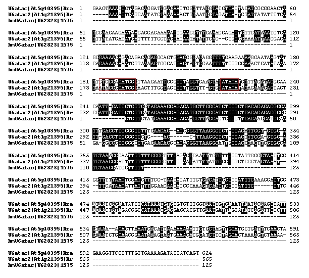 Alignment of U6atac snRNAs