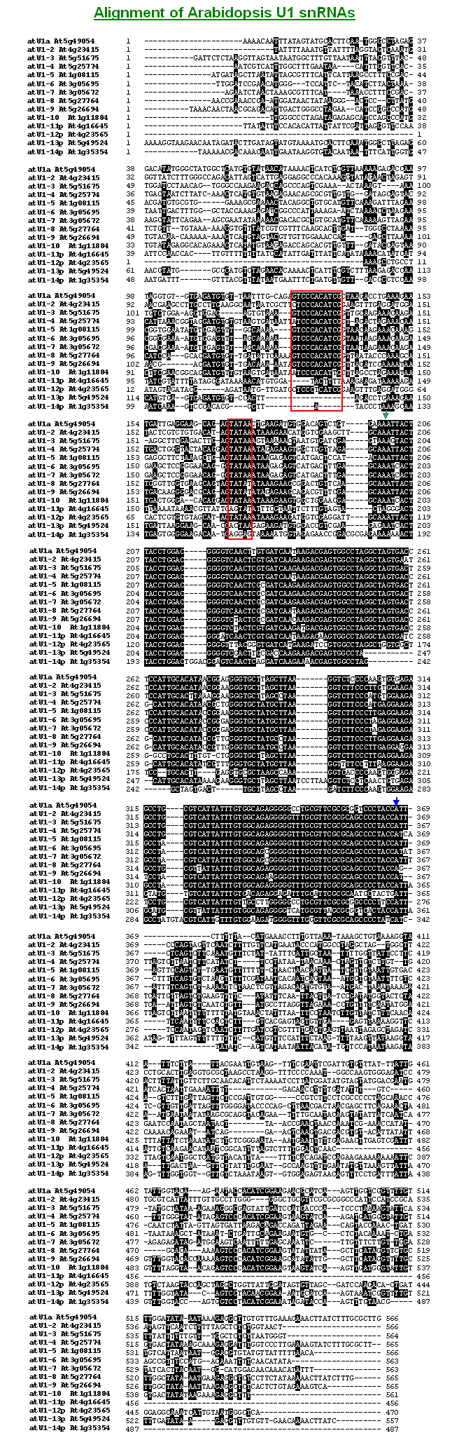 Alignment of Arabidopsis U1 snRNAs