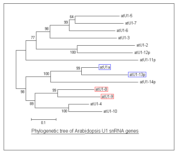 Phylogenic tree of Arabidopsis U1 snRNA genes