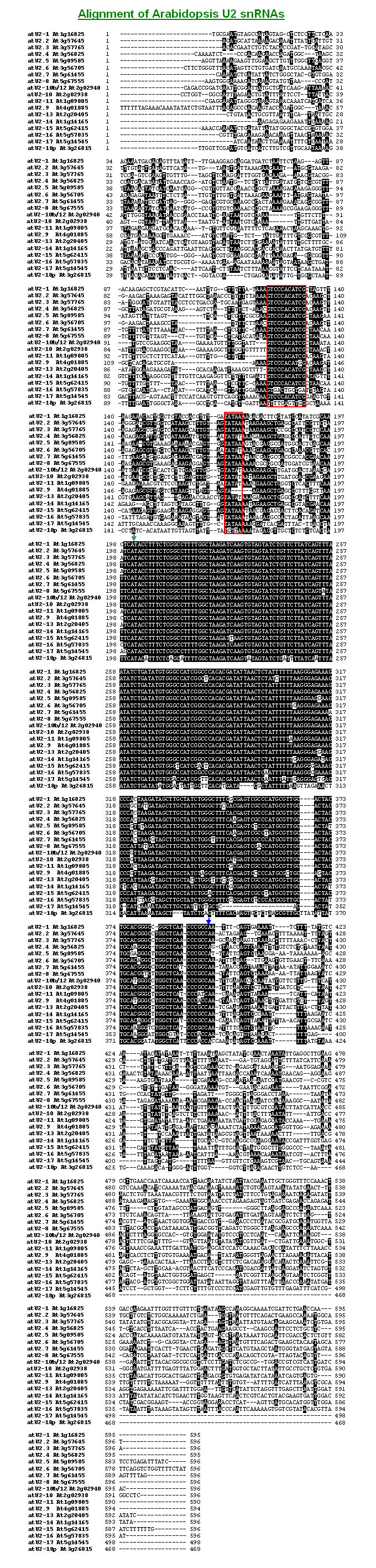 Alignment of Arabidopsis U2 snRNAs