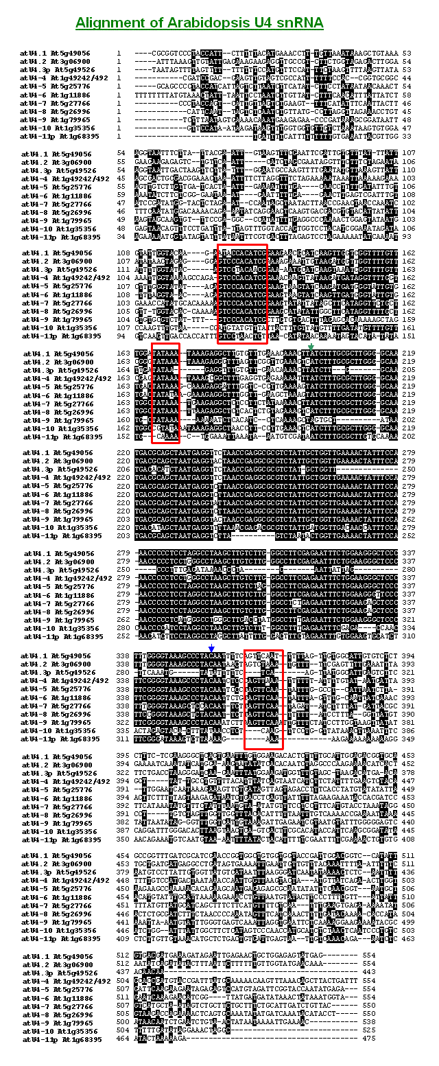 Alignment of Arabidopsis U4 snRNAs