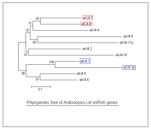 Phylogeny of atU4 snRNA genes