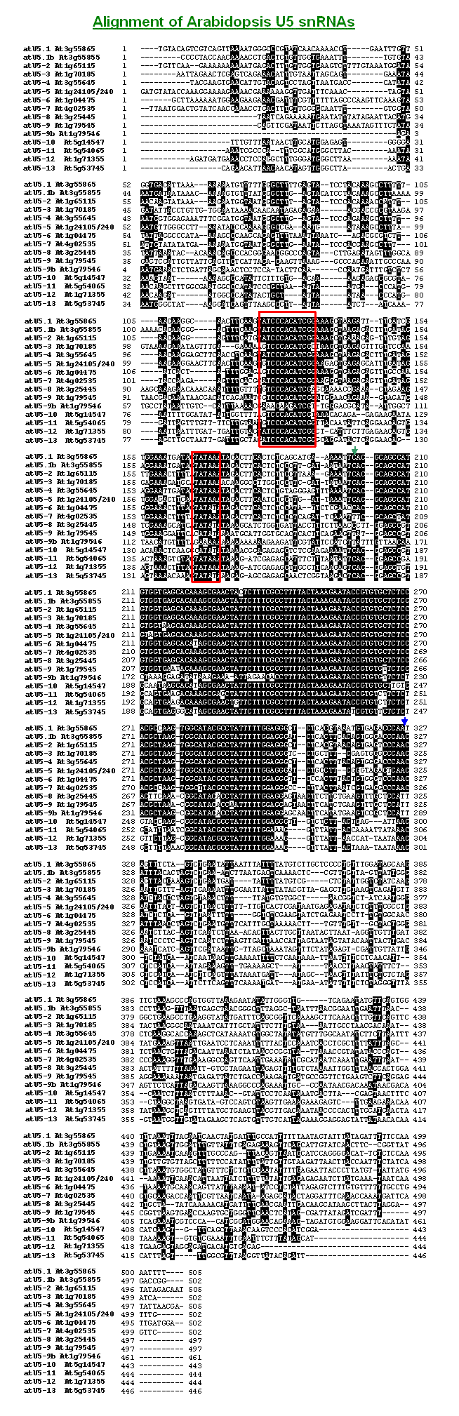 Alignment of Arabidopsis U5 snRNAs