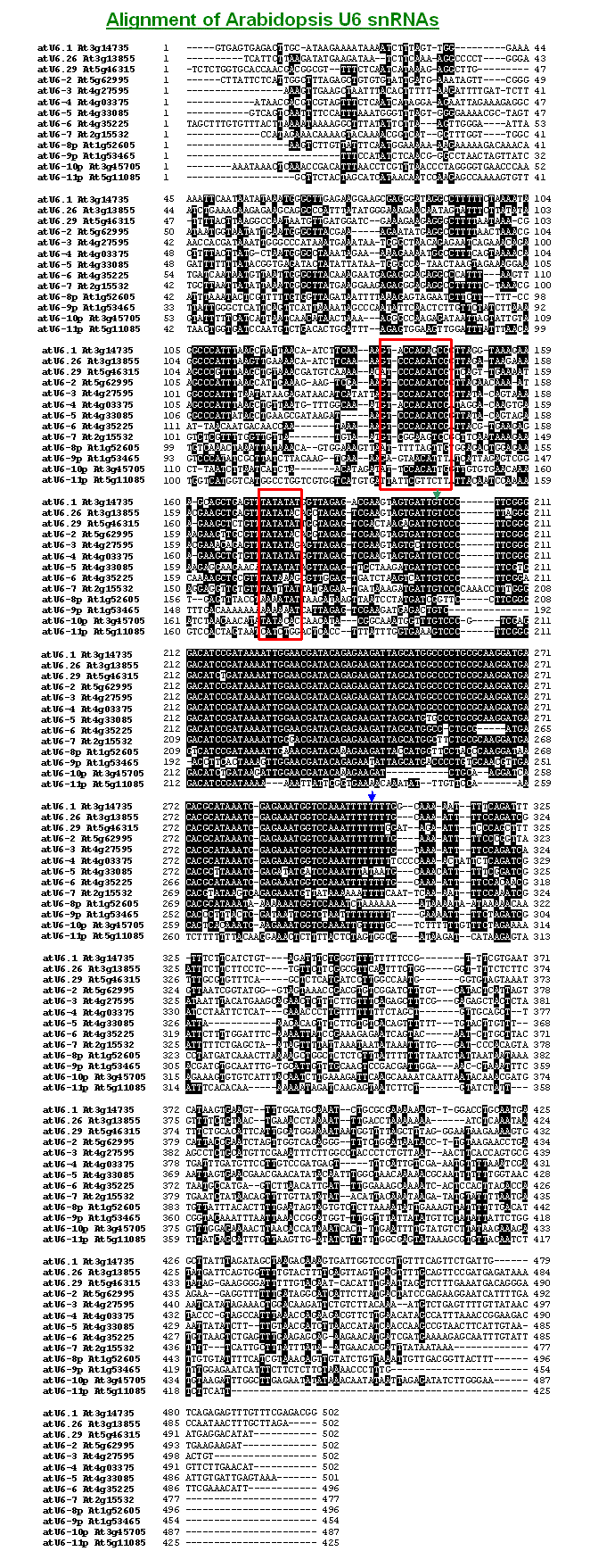 Alignment of Arabidopsis U6 snRNAs